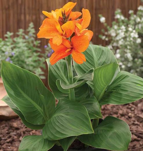 Canna South Pacific Orange Canna Lily